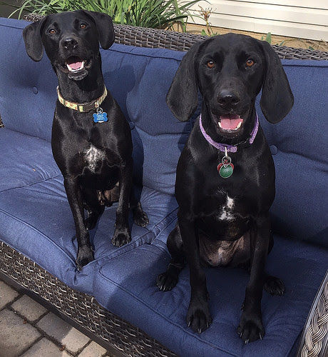 Lab Rescue - Otis and Ella1.jpg